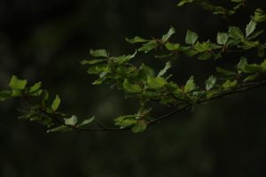 Photo hedgingowe